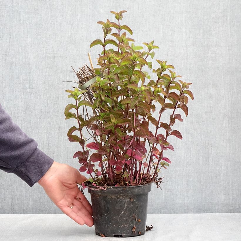 Exemplaar van Bergamotmunt BIO - Mentha citrata Pot van 2 l/3 l zoals geleverd in de lente