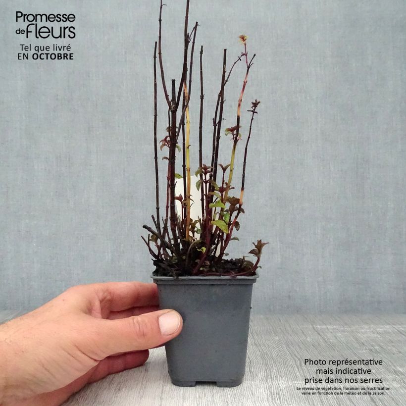 Exemplaar van Mentha citrata Bergamote - Pepermunt Kweekpotje van 8/9 cm zoals geleverd in de herfst