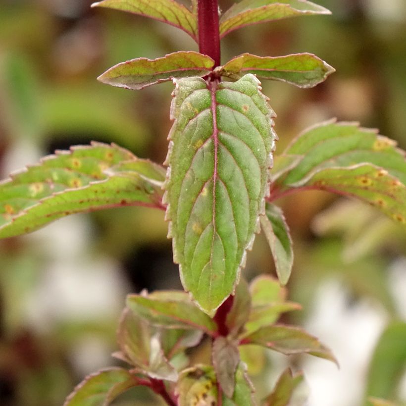 Mentha citrata Bergamote - Pepermunt (Blad)