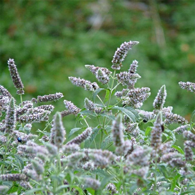 Hertsmunt Buddleia - Mentha longifolia (Bloei)