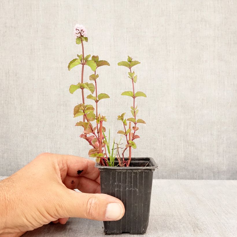 Exemplaar van Pepermunt Chartreuse BIO - Mentha piperita Chartreuse Kweekpotje van 8/9 cm zoals geleverd in de zomer