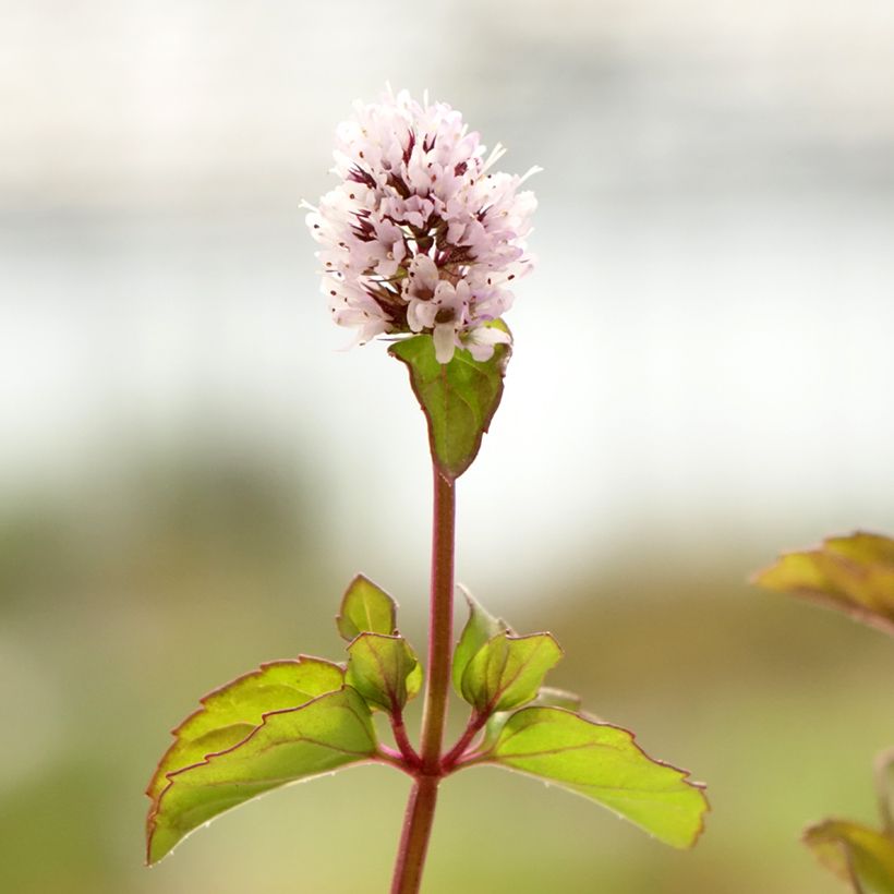 Pepermunt Chartreuse BIO - Mentha piperita Chartreuse (Bloei)