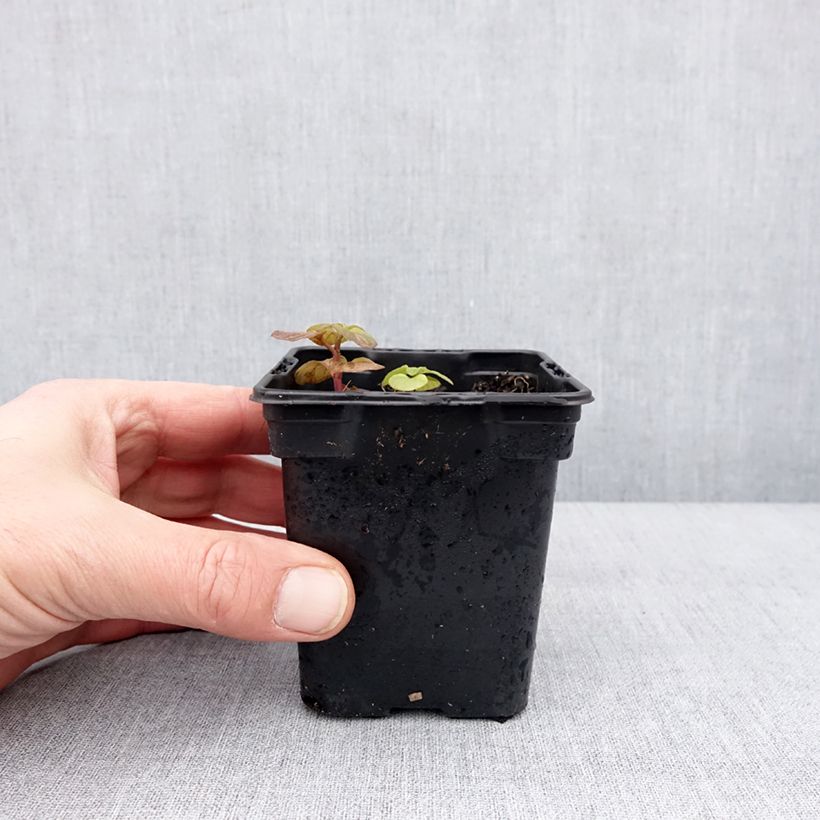 Exemplaar van Pepermunt Chartreuse BIO - Mentha piperita Chartreuse Kweekpotje van 8/9 cm zoals geleverd in de winter
