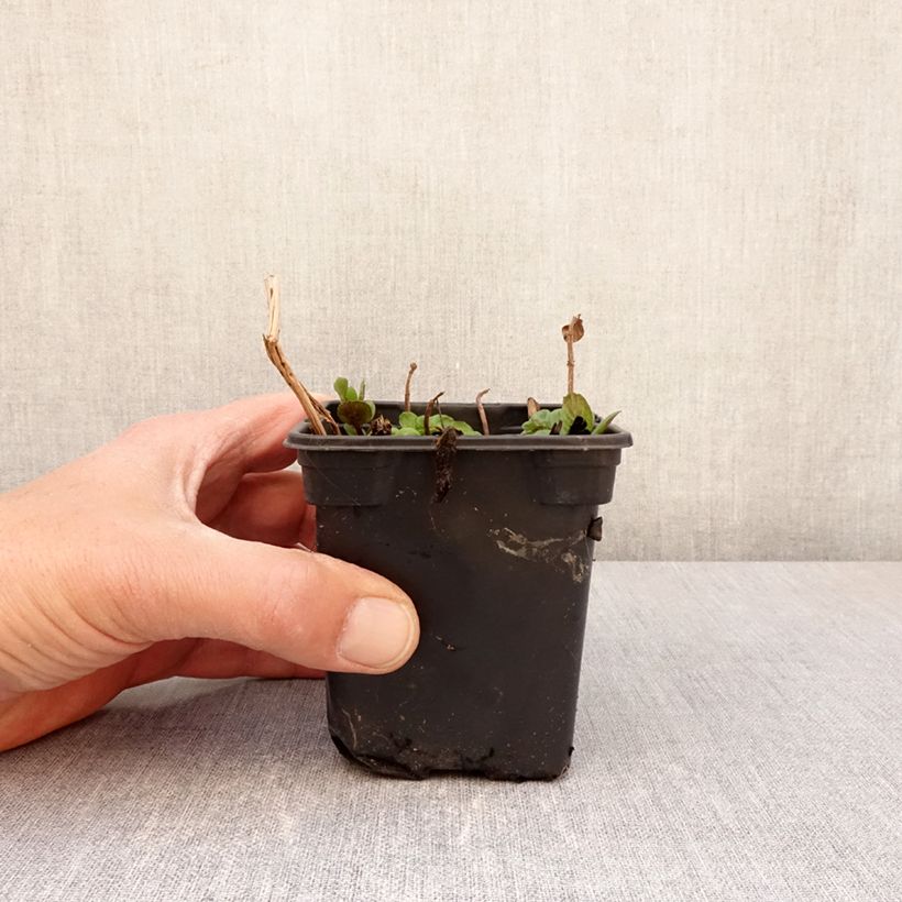 Exemplaar van Pepermunt Chartreuse BIO - Mentha piperita Chartreuse Kweekpotje van 8/9 cm zoals geleverd in de lente