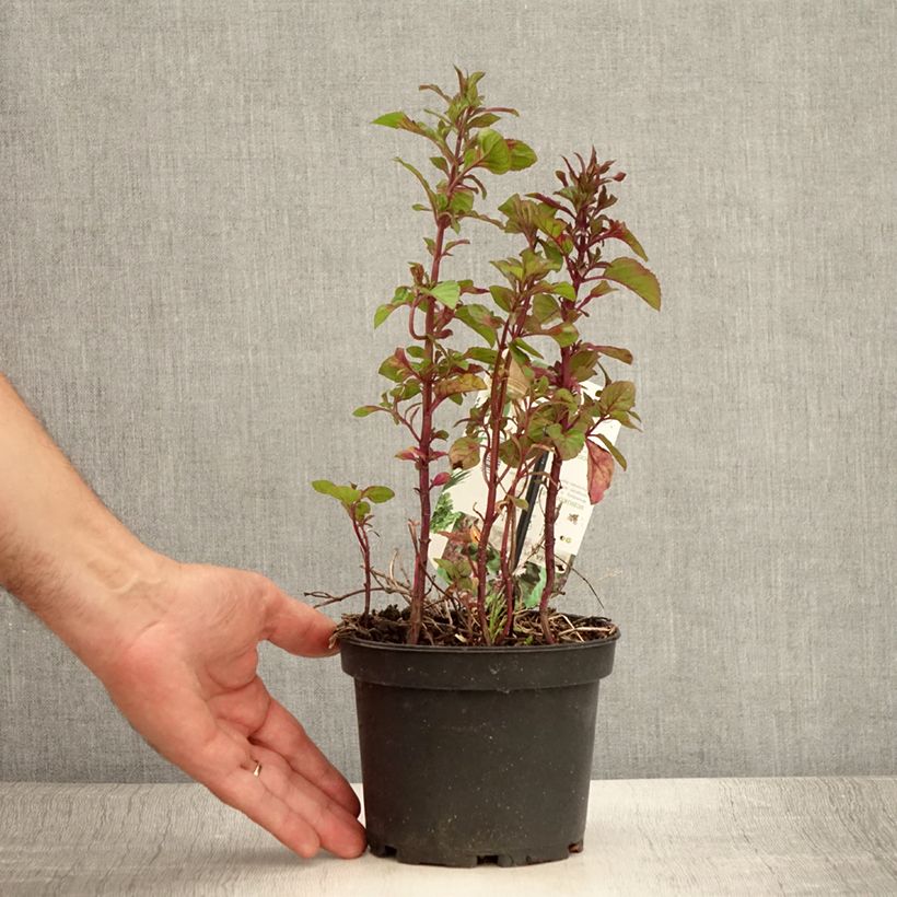 Exemplaar van Chocolademunt - Mentha piperita schocominze Pot van 1,5 l/2 l zoals geleverd in de zomer