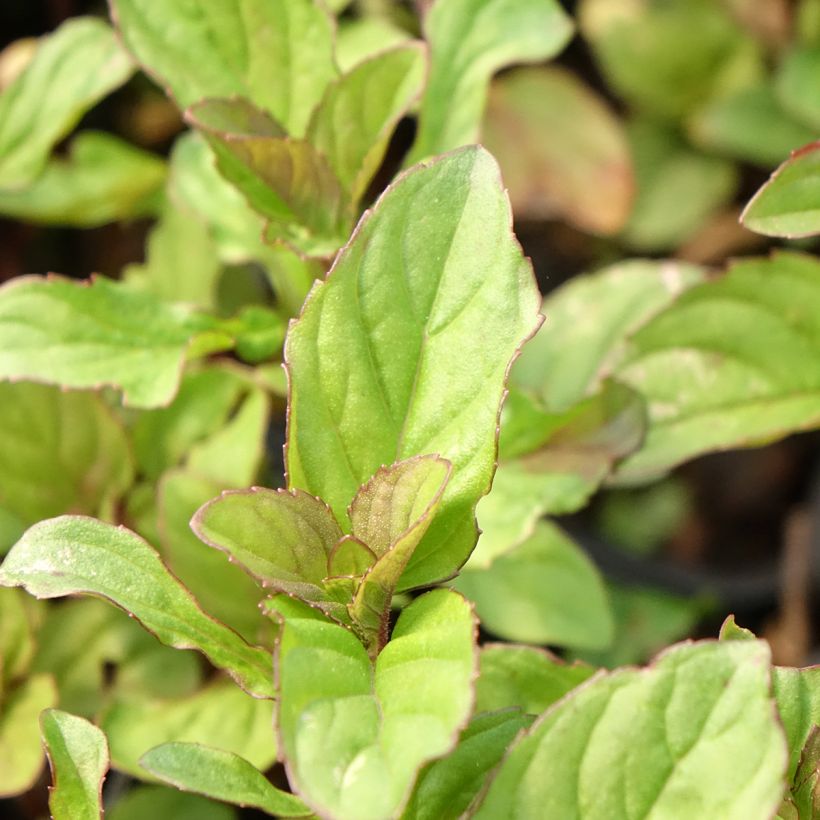 Citroenmunt - Mentha piperita (Blad)