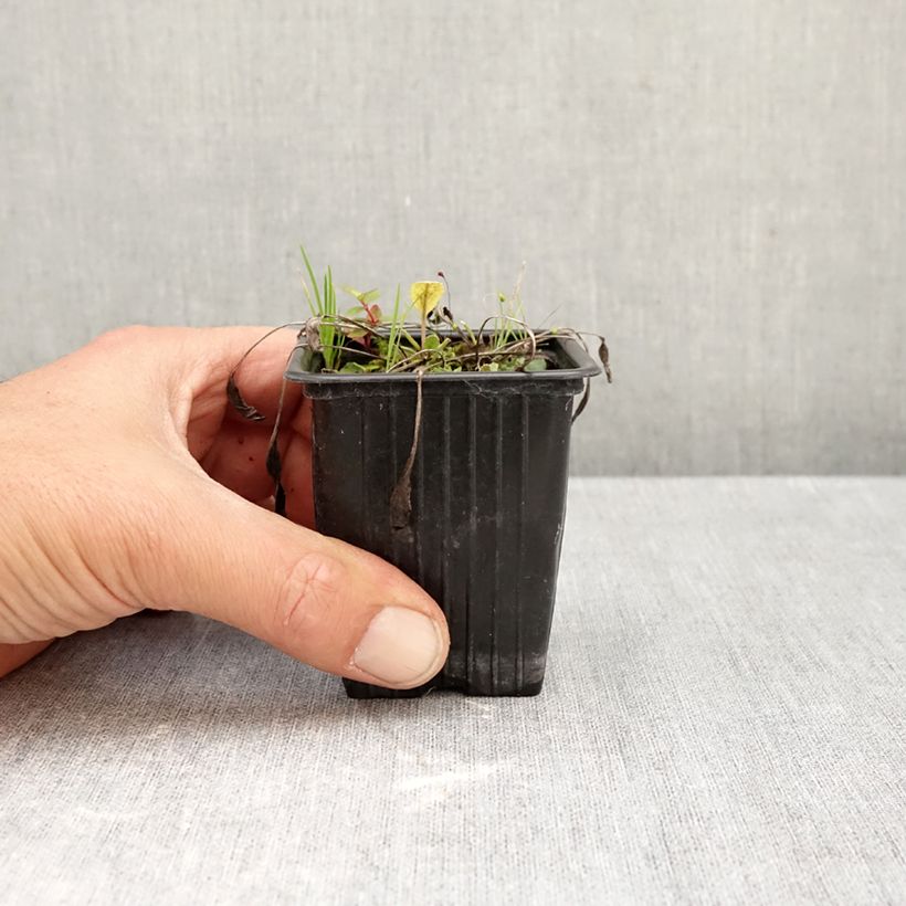 Exemplaar van Balsemwormkruid - Tanacetum balsamita Kweekpotje van 7/8 cm zoals geleverd in de herfst