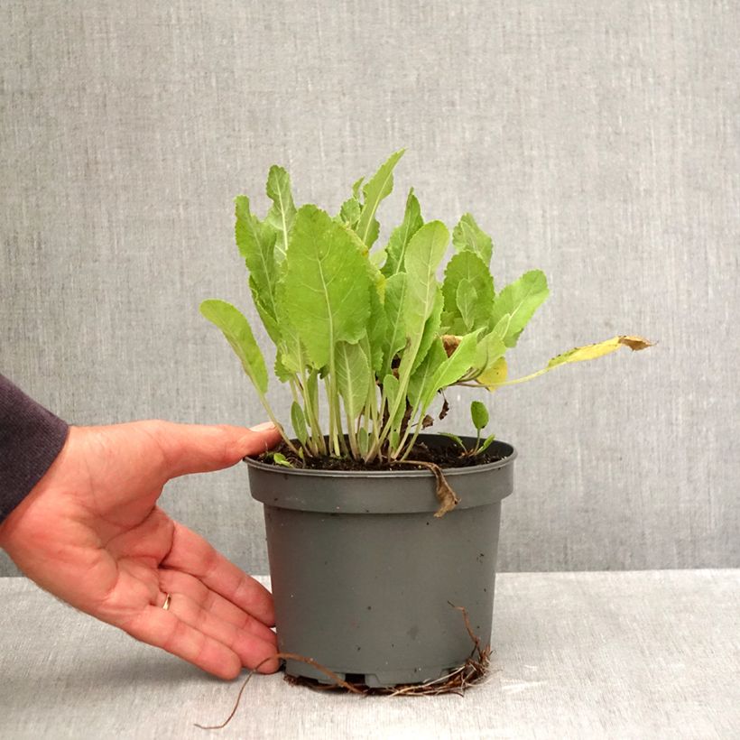 Exemplaar van Balsemwormkruid - Tanacetum balsamita Pot van 1,5 l/2 l zoals geleverd in de herfst
