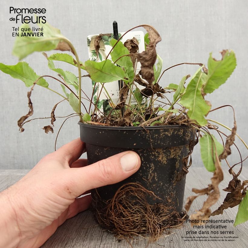 Exemplaar van Menthe Coq - Tanacetum balsamita Pot de 1,5L/2L zoals geleverd in de winter