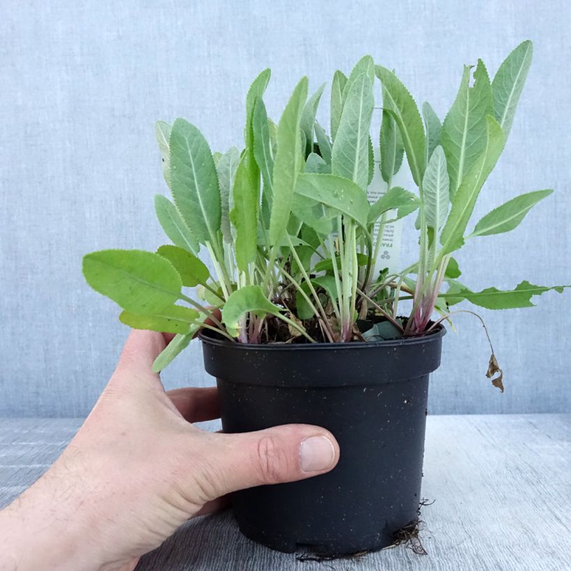 Exemplaar van Balsemwormkruid - Tanacetum balsamita Pot van 1,5 l/2 l zoals geleverd in de lente