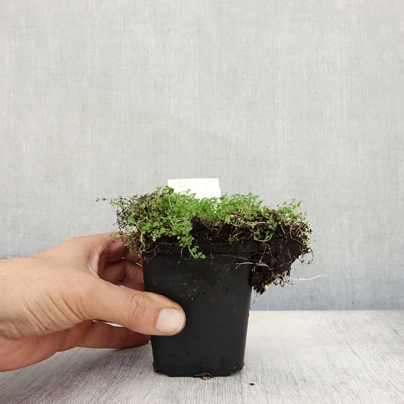 Exemplaar van Mentha requienii - Corsicaanse munt Kweekpotje van 8/9 cm zoals geleverd in de herfst