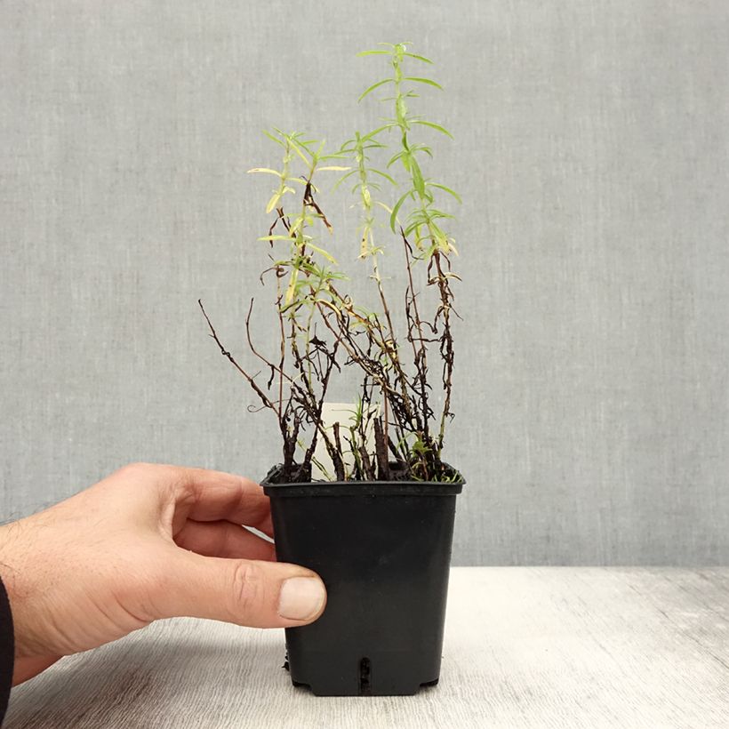 Exemplaar van Engelse Watermunt - Mentha cervina Kweekpotje van 8/9 cm zoals geleverd in de herfst