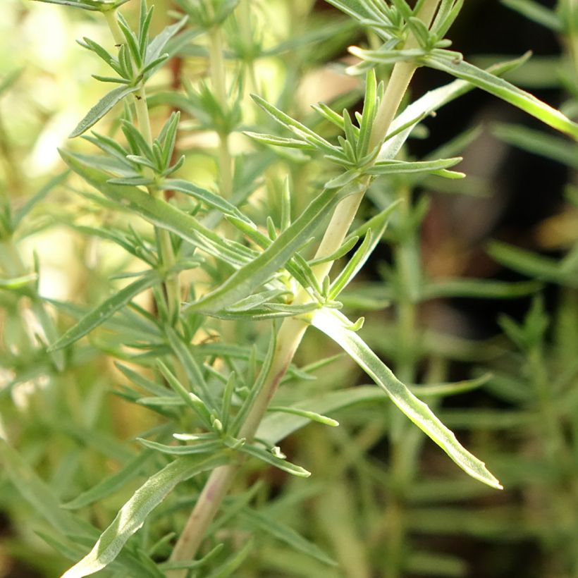 Engelse Watermunt - Mentha cervina (Blad)