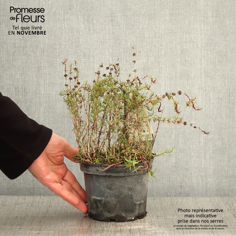 Exemplaar van Menthe des Cerfs - Mentha cervina Pot de 1,5L/2L zoals geleverd in de herfst
