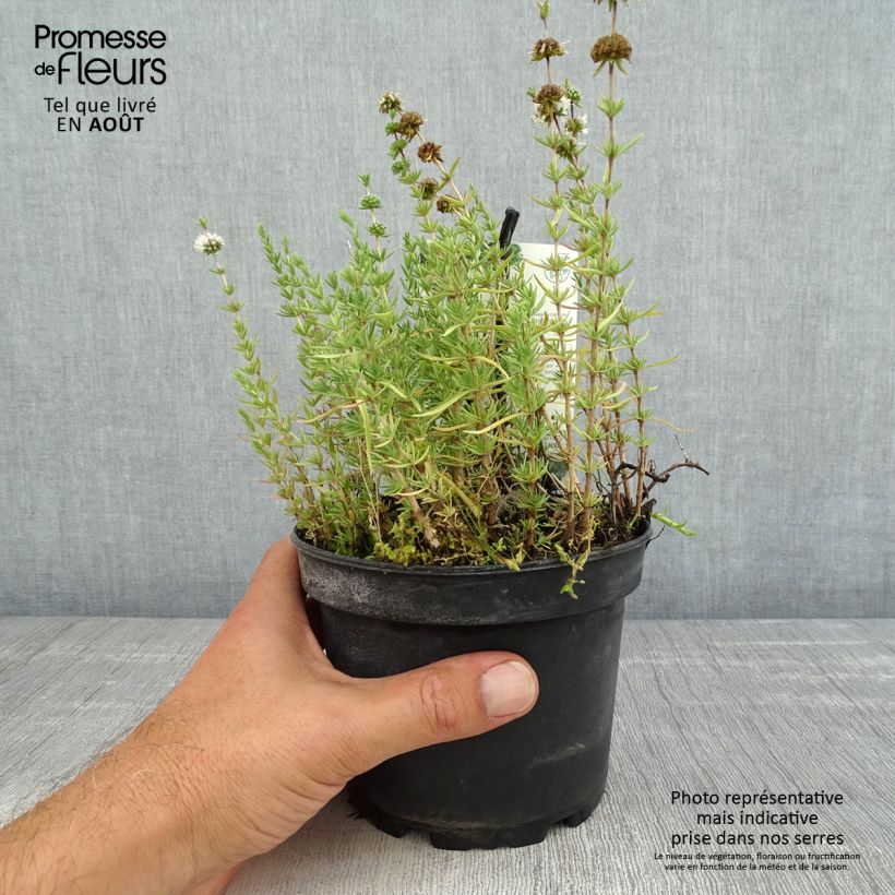 Exemplaar van Engelse Watermunt - Mentha cervina Pot van 1,5 l/2 l zoals geleverd in de zomer