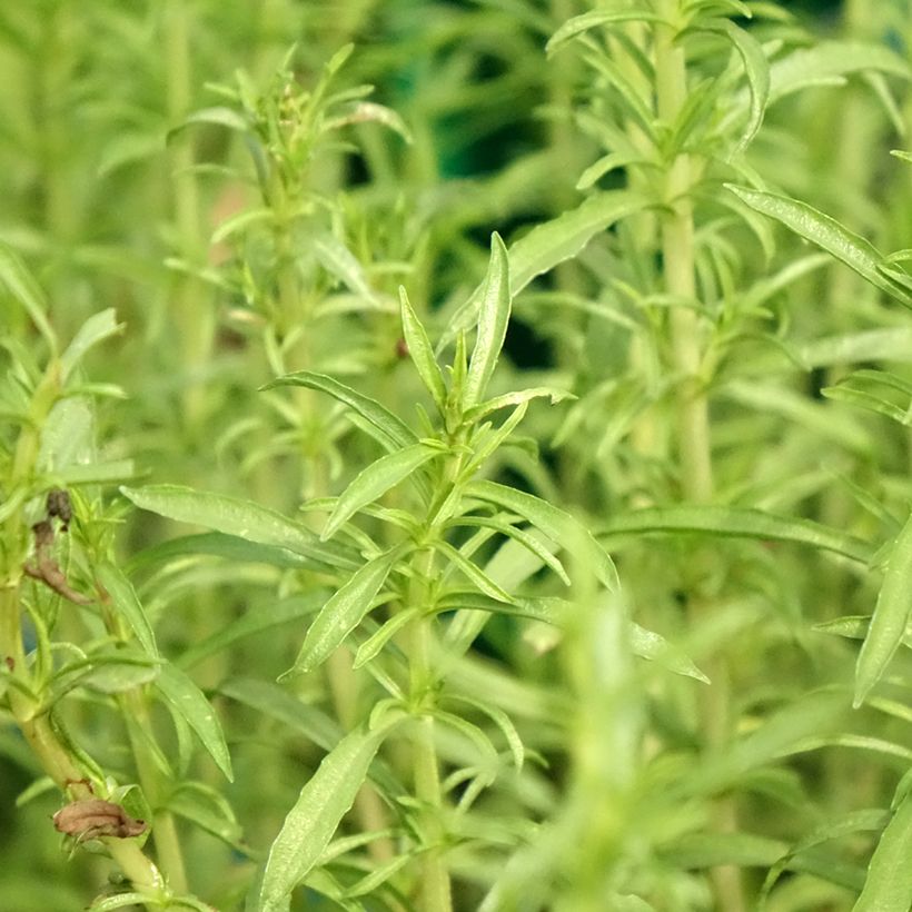 Mentha cervina Alba - Engelse watermunt (Blad)