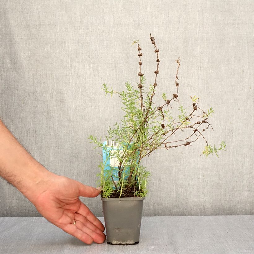 Exemplaar van Mentha cervina Alba - Engelse watermunt Kweekpotje van 8/9 cm zoals geleverd in de herfst
