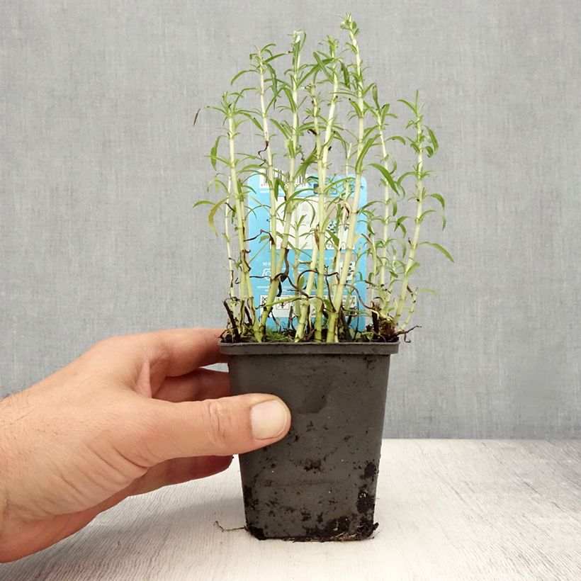 Exemplaar van Mentha cervina Alba - Engelse watermunt Kweekpotje van 8/9 cm zoals geleverd in de zomer