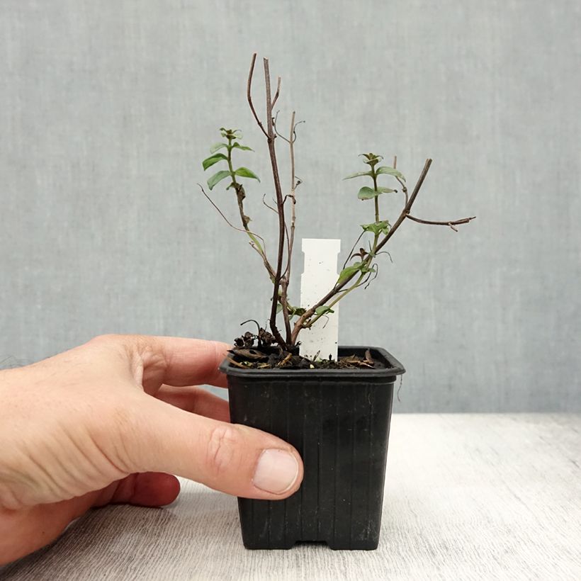 Exemplaar van Pycnanthemum muticum - Bergmunt Kweekpotje van 8/9 cm zoals geleverd in de herfst