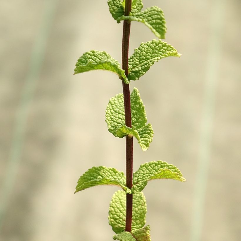 Spaanse munt BIO - Mentha spicata Spanish  (jonge planten) (Blad)