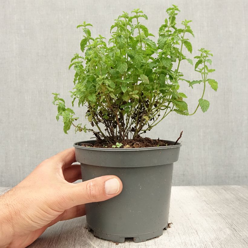 Exemplaar van Aardbeienmunt - Mentha arvensis Strawberry Pot van 1,5 l/2 l zoals geleverd in de zomer