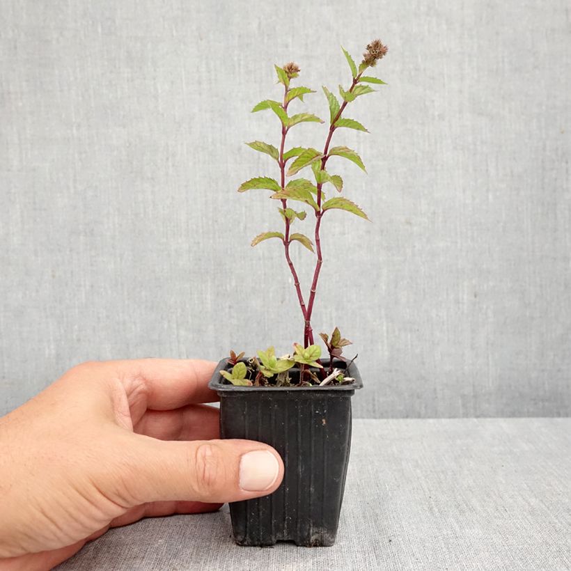 Exemplaar van Kruizemunt BIO - Mentha spicata Crispa Kweekpotje van 8/9 cm zoals geleverd in de herfst