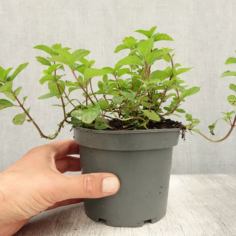 Exemplaar van Gembermunt - Mentha gracilis Ginger Pot van 1,5 l/2 l zoals geleverd in de zomer