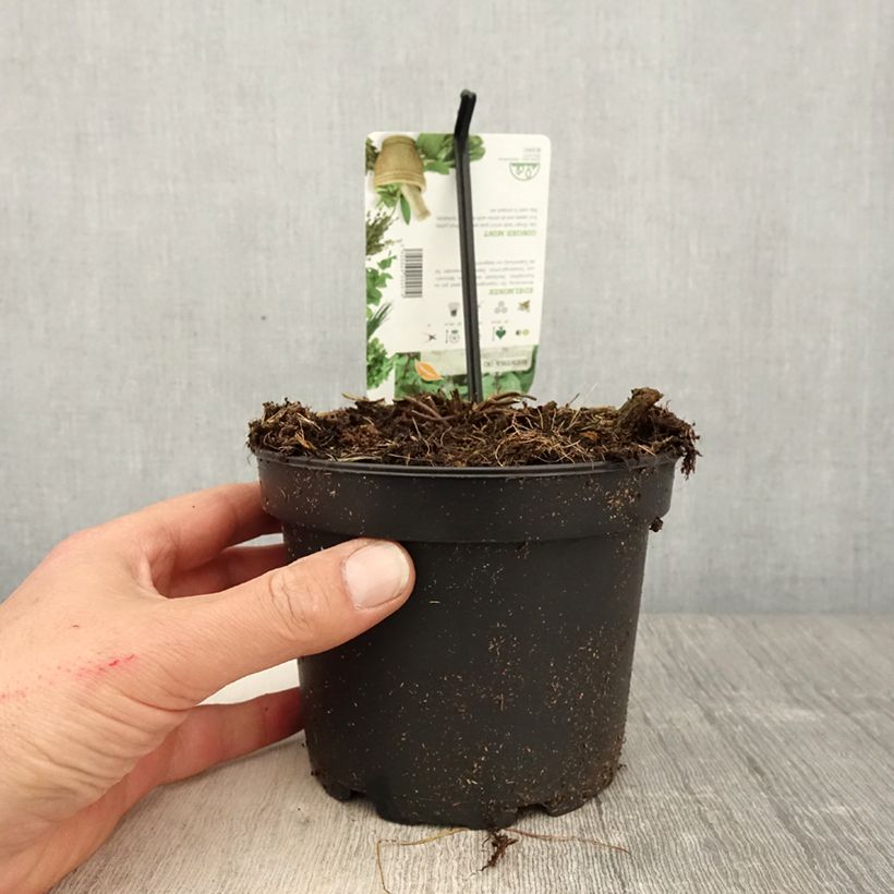 Exemplaar van Gembermunt - Mentha gracilis Ginger Pot van 1,5 l/2 l zoals geleverd in de lente