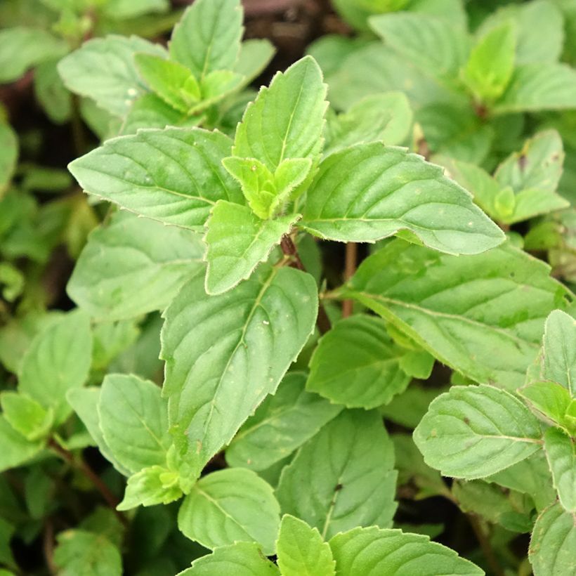 Gembermunt - Mentha gracilis Ginger (Blad)