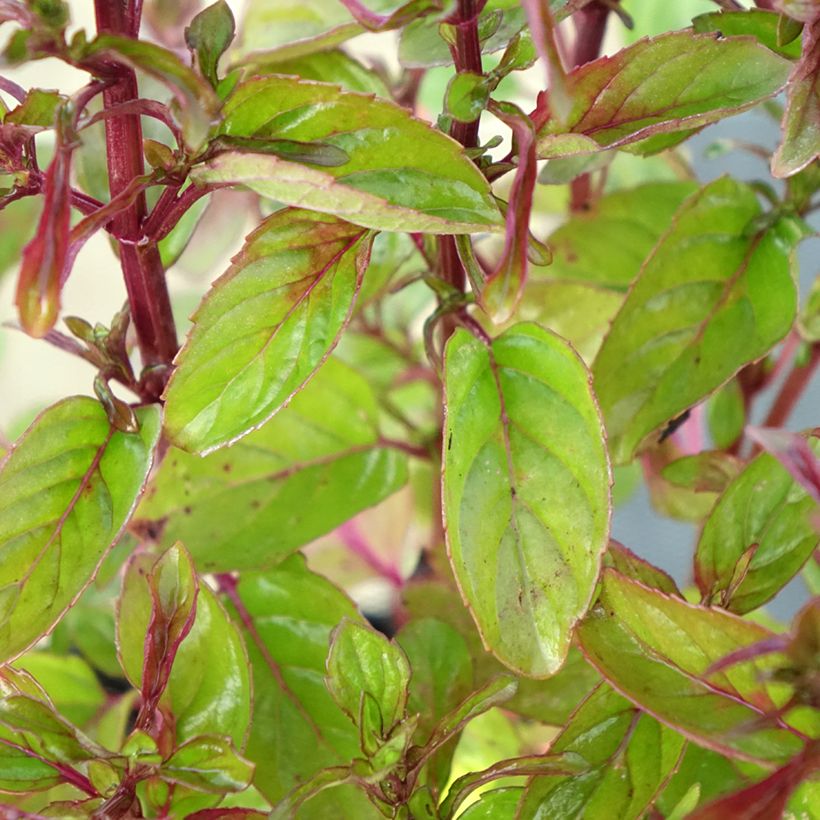 Sinaasappelmunt - Mentha piperita Orange (Blad)