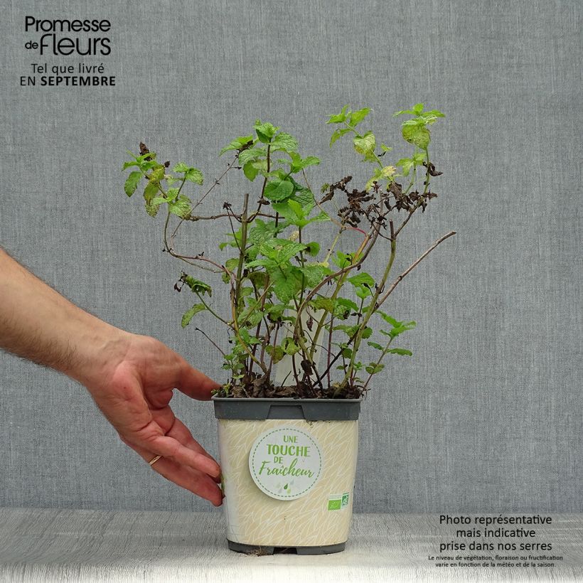 Exemplaar van Marokkaanse munt BIO (jonge planten) Pot van 1 l/1,5 l zoals geleverd in de herfst