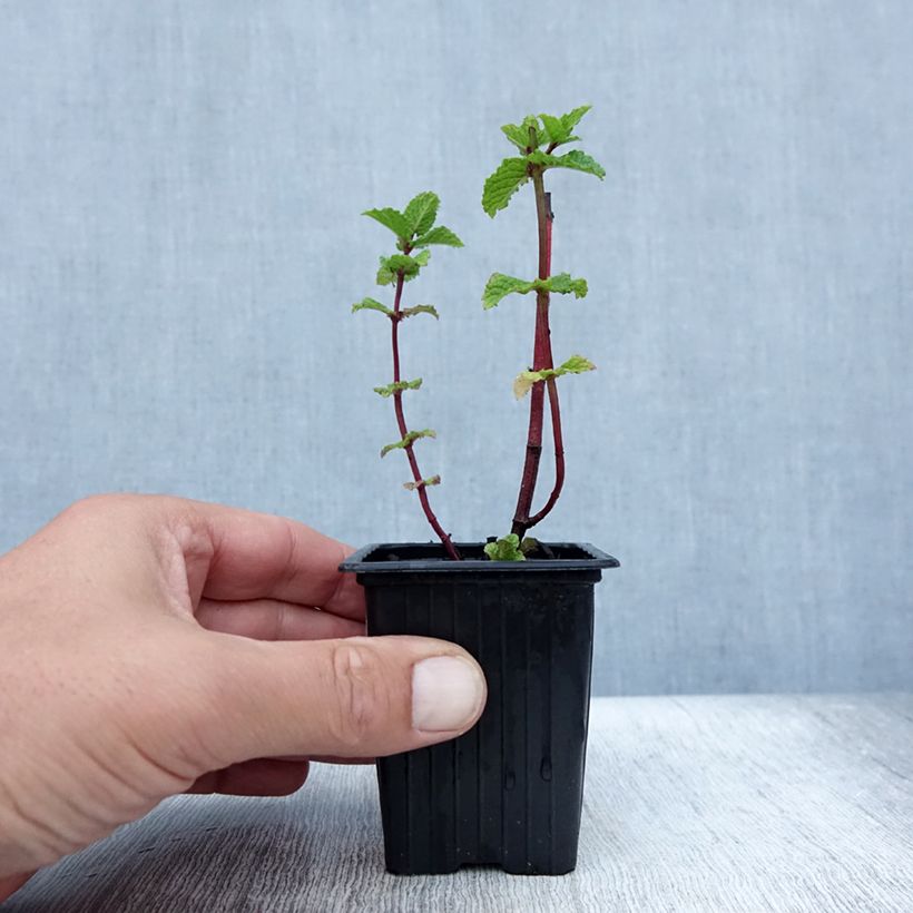 Exemplaar van Groene munt Wintergreen BIO - Mentha spicata Wintergreen Kweekpotje van 8/9 cm zoals geleverd in de zomer