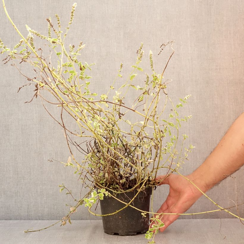 Exemplaar van Bonte appelmunt  - Mentha suaveolens Variegata Pot van 2 l/3 l zoals geleverd in de zomer