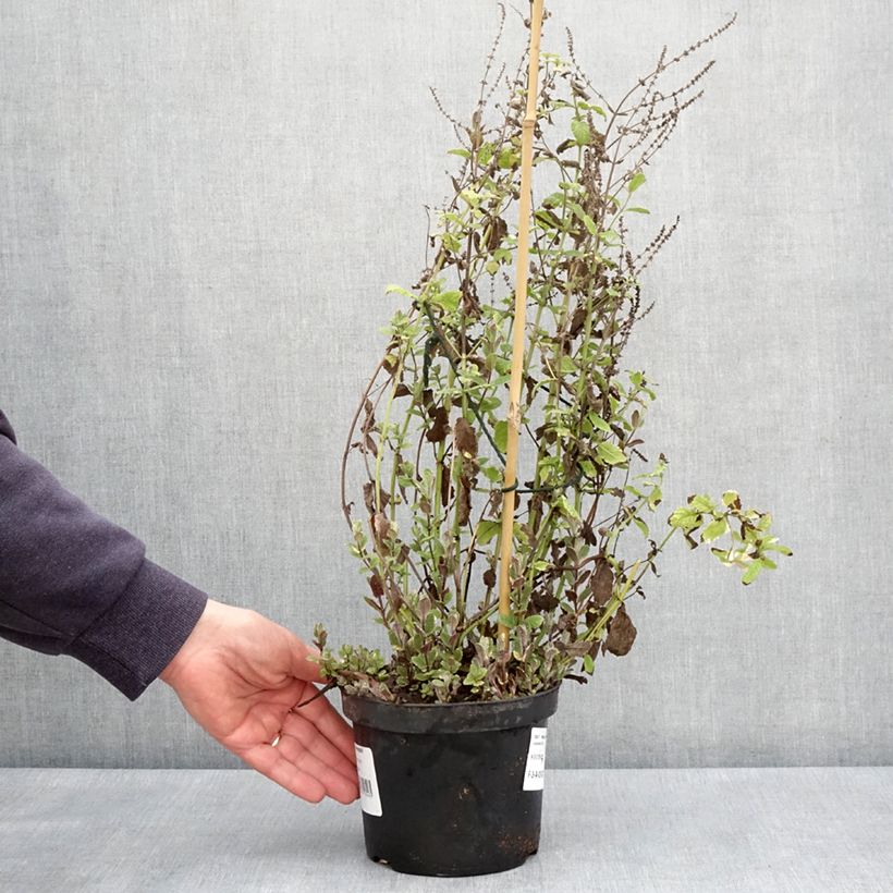 Exemplaar van Bonte appelmunt  - Mentha suaveolens Variegata Pot van 2 l/3 l zoals geleverd in de lente