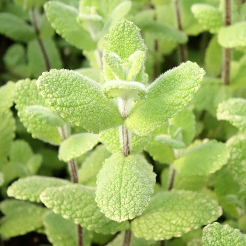 Appelmunt - Mentha suaveolens Applefruit (Blad)
