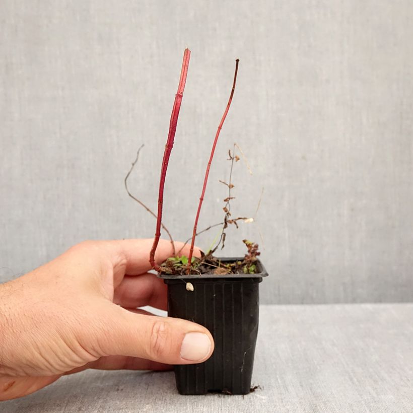 Exemplaar van Pepermunt Romana Rossa BIO - Mentha piperita Romana Rossa Kweekpotje van 8/9 cm zoals geleverd in de herfst