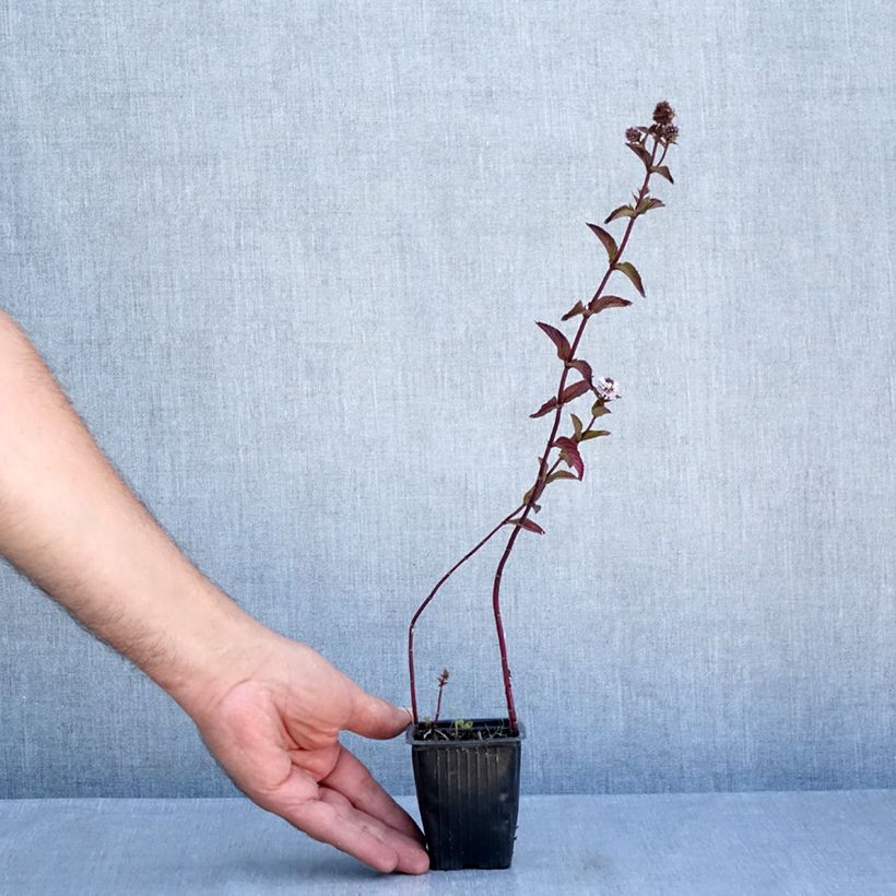 Exemplaar van Pepermunt Romana Rossa BIO - Mentha piperita Romana Rossa Kweekpotje van 8/9 cm zoals geleverd in de zomer