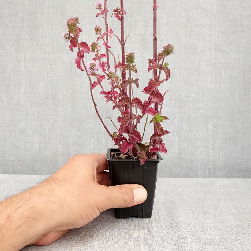Exemplaar van Witte munt BIO - Mentha suaveolens Kweekpotje van 8/9 cm zoals geleverd in de herfst