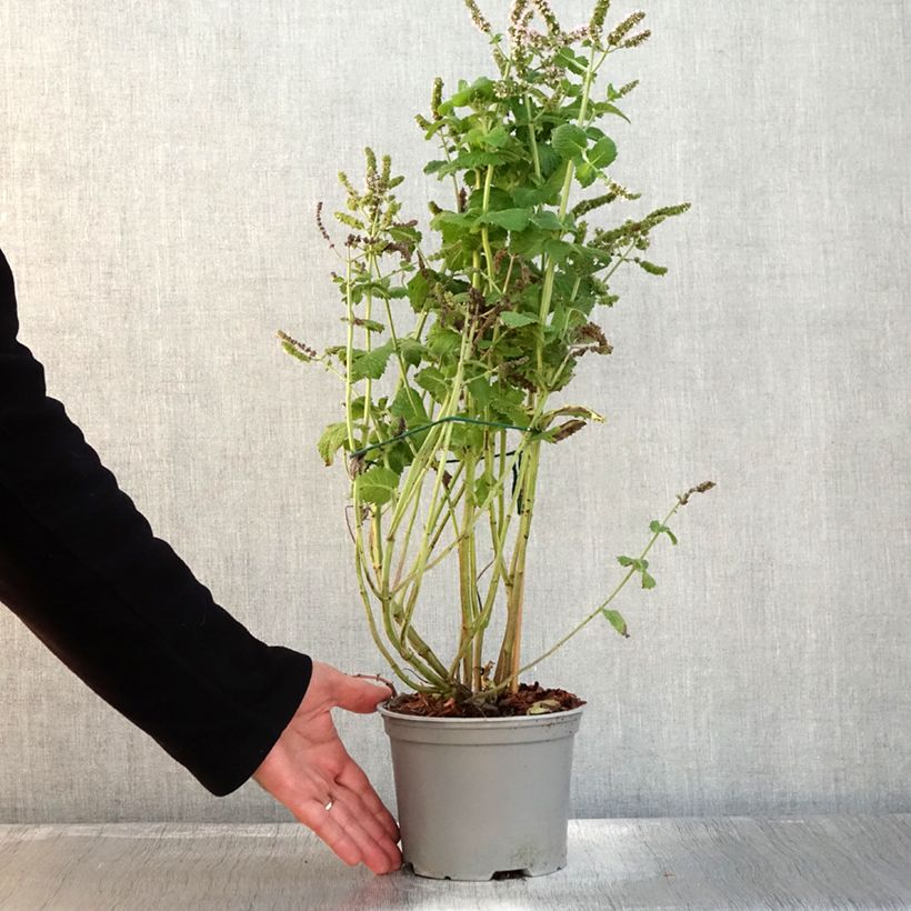 Exemplaar van Menthe suave BIO - Mentha suaveolens Pot de 2L/3L zoals geleverd in de herfst