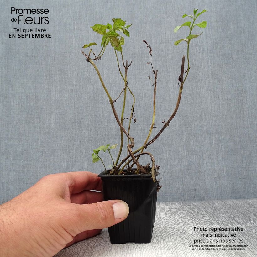 Exemplaar van Zwitserse munt - Mentha piperita Swiss Kweekpotje van 8/9 cm zoals geleverd in de herfst