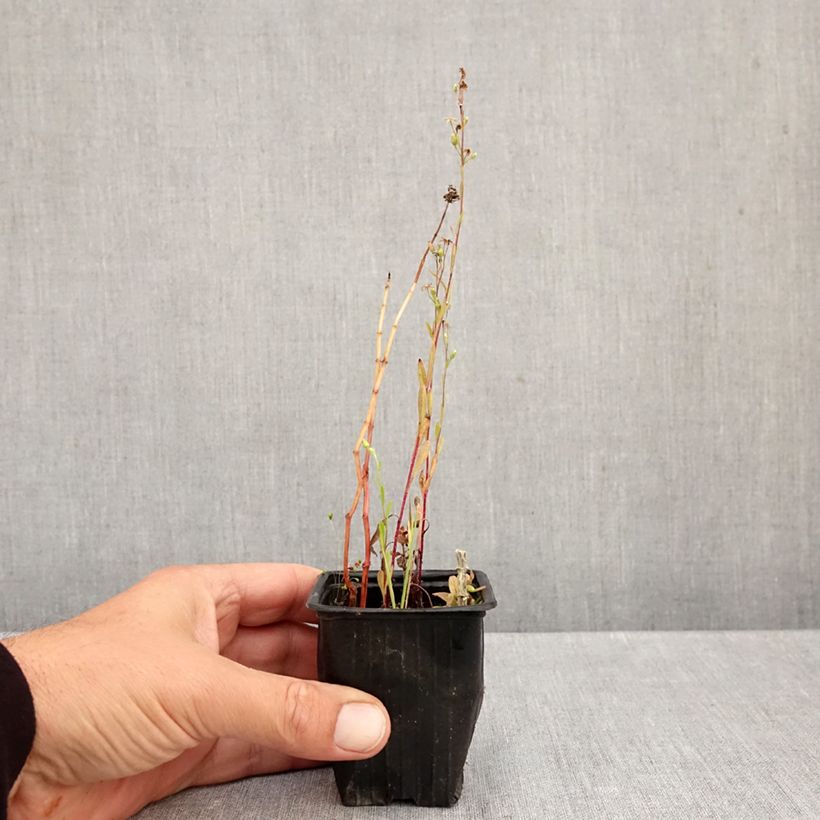 Exemplaar van Appelmunt - Mentha Suriso BIO Kweekpotje van 8/9 cm zoals geleverd in de herfst