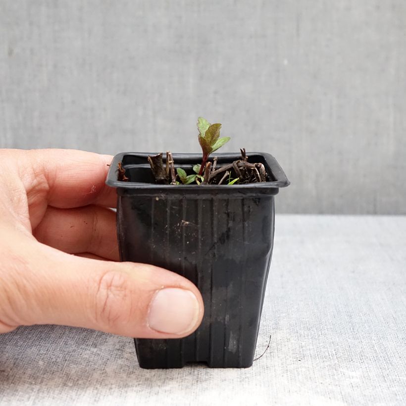 Exemplaar van Appelmunt - Mentha Suriso BIO Kweekpotje van 8/9 cm zoals geleverd in de lente
