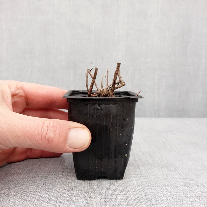 Exemplaar van Appelmunt - Mentha Suriso BIO Kweekpotje van 8/9 cm zoals geleverd in de winter