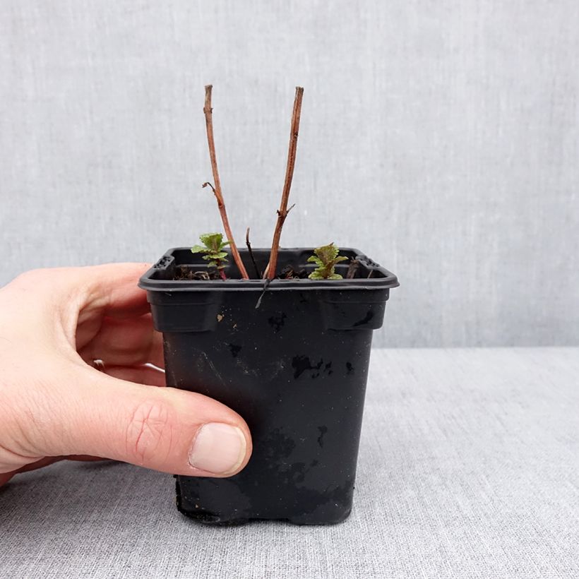 Exemplaar van Tashkent munt BIO - Mentha spicata Tashkent Kweekpotje van 8/9 cm zoals geleverd in de winter