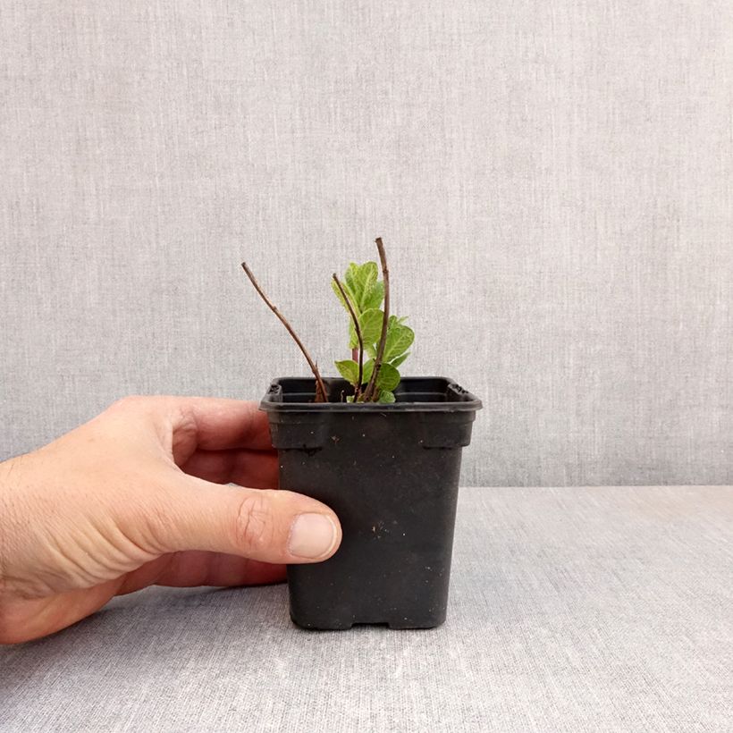 Exemplaar van Tashkent munt BIO - Mentha spicata Tashkent Kweekpotje van 8/9 cm zoals geleverd in de lente