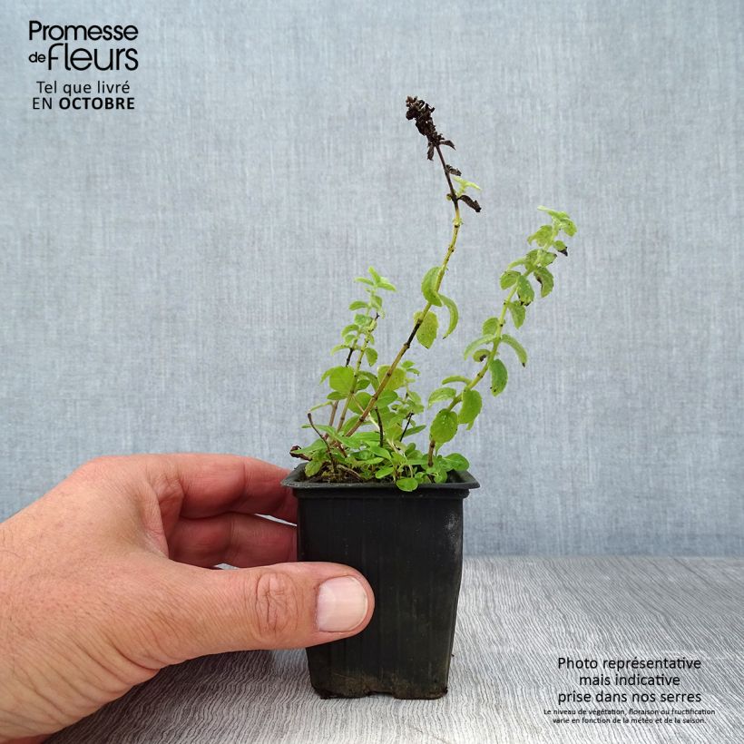 Exemplaar van Polei BIO - Mentha pulegium Kweekpotje van 8/9 cm zoals geleverd in de herfst