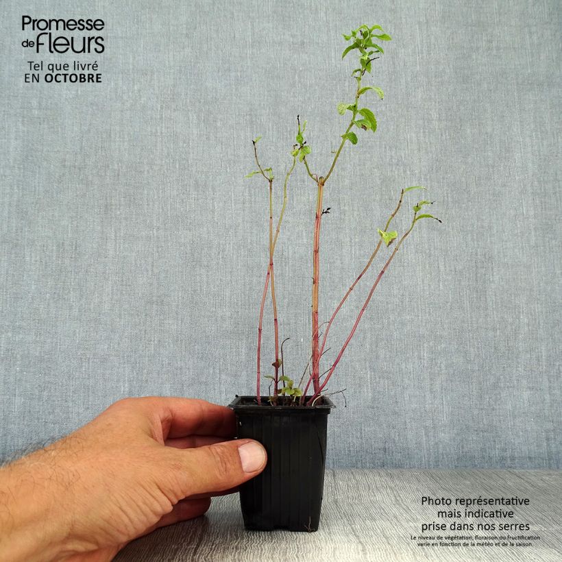 Exemplaar van Tunesische munt BIO - Mentha spicata Nana Kweekpotje van 8/9 cm zoals geleverd in de herfst