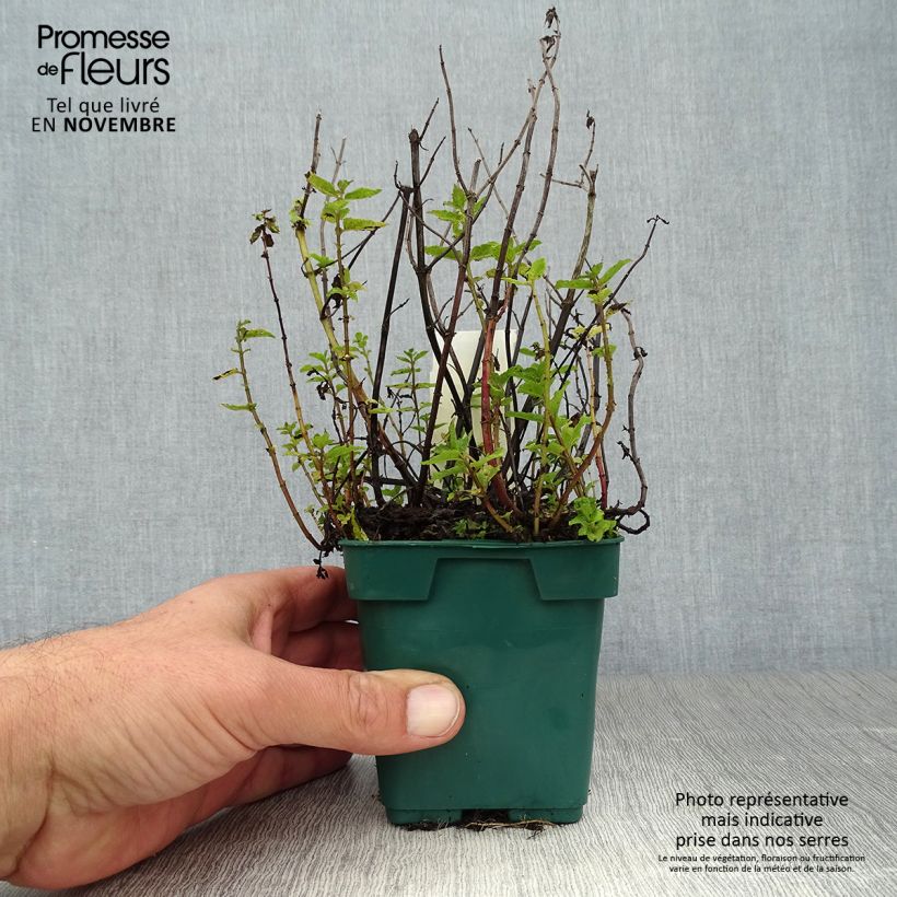 Exemplaar van Aarmunt Hollywood - Mentha spicata Pot van 10 cm/11 cm zoals geleverd in de herfst