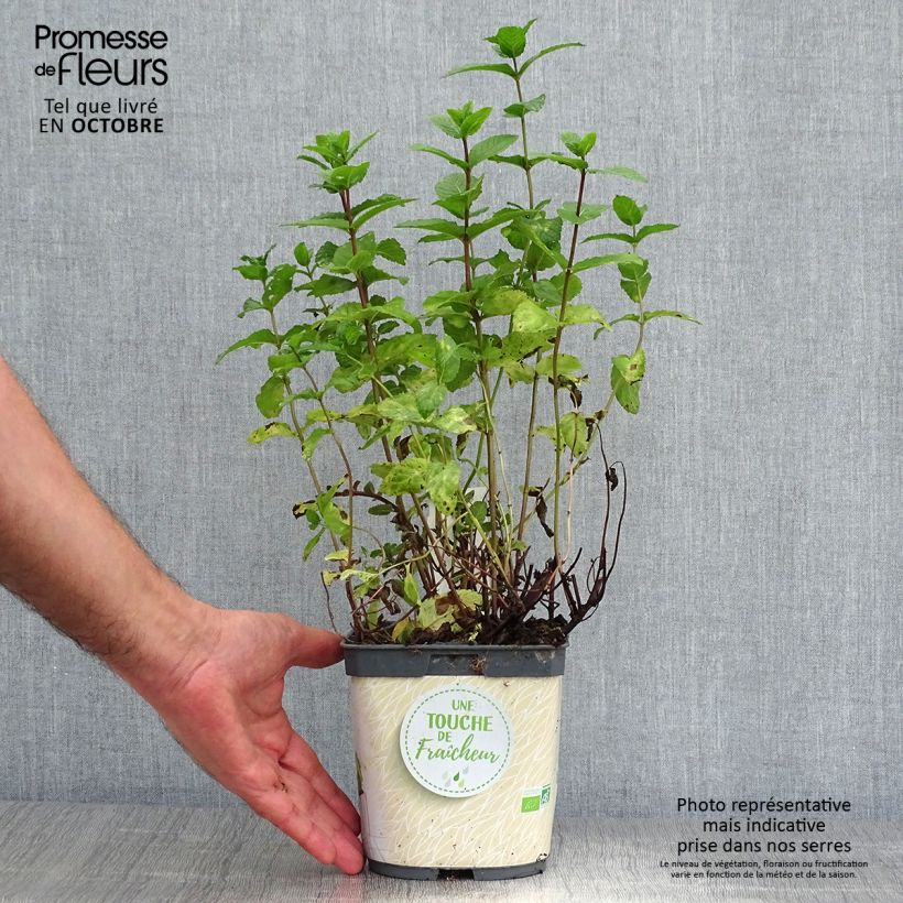 Exemplaar van Groene munt BIO (jonge planten) - Mentha spicata Pot van 2 l/3 l zoals geleverd in de herfst
