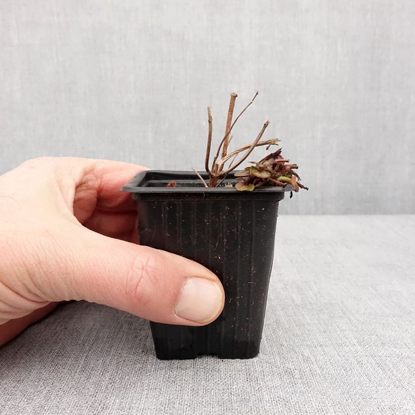 Exemplaar van Rode munt BIO - Mentha smithiana Rubra Kweekpotje van 8/9 cm zoals geleverd in de winter